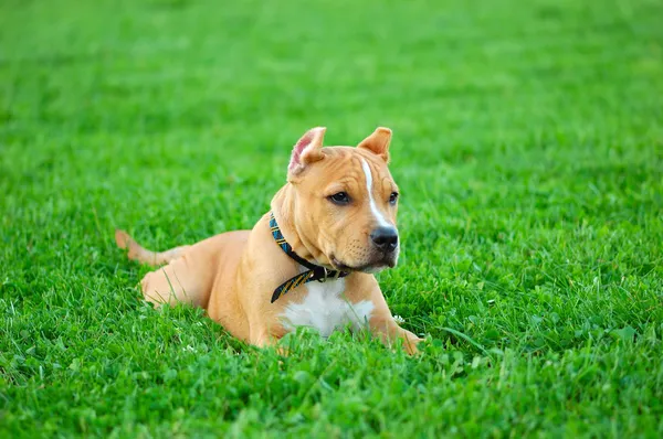 Çukur boğa korkunç köpek yavrusu — Stok fotoğraf