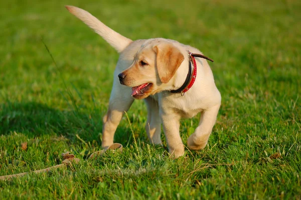 在绿色草地上的小狗拉布拉多 — 图库照片