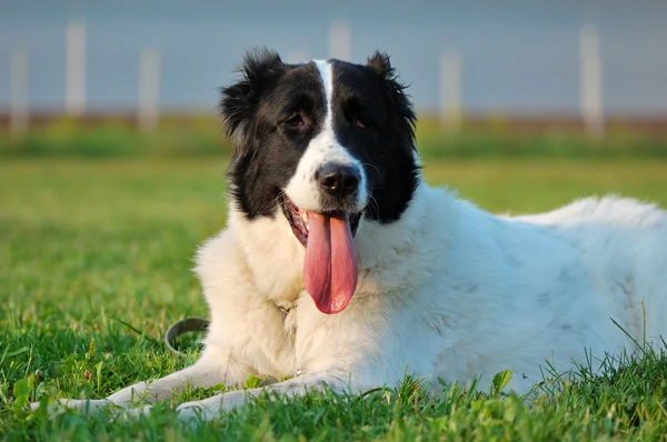 Cão pastor asiático na grama — Fotografia de Stock