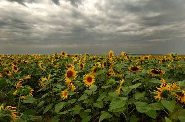 stock image A field of sunflowers