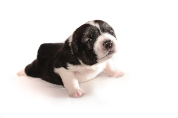 Young puppy 2 weeks age. Asian Shepherd — Stock Photo, Image