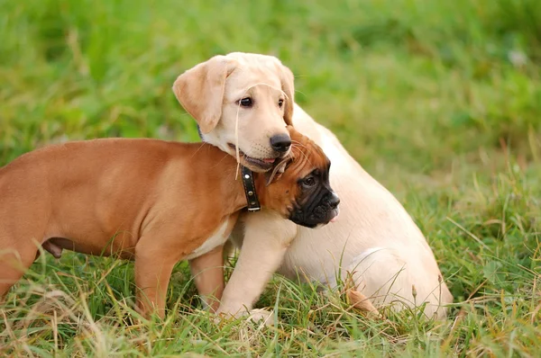 Hraje puppys boxer a labrador pes — Stock fotografie