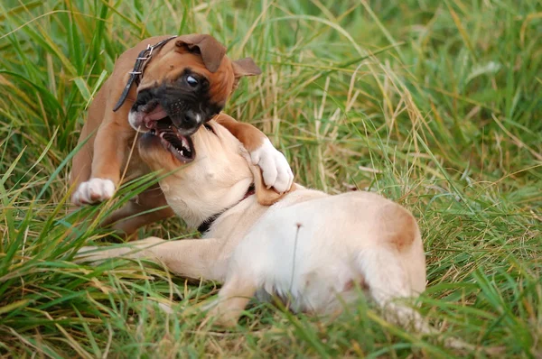 Playing puppys boxer and labrador dog — Stock Photo, Image