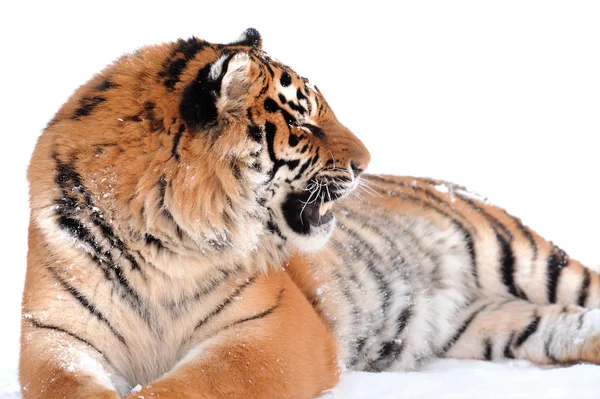 Tigre sullo sfondo bianco — Foto Stock