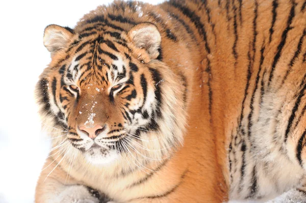 Tiger på den vita bakgrunden — Stockfoto