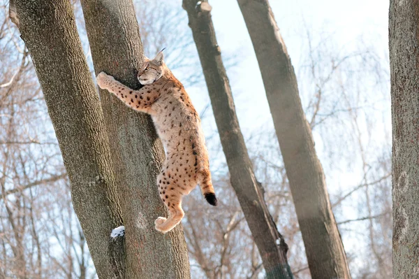 Lynx on the tree — Stock Photo, Image