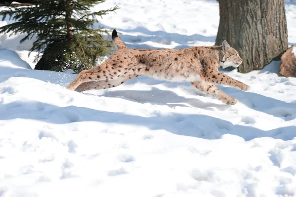 Running Lynx — Stock Photo, Image