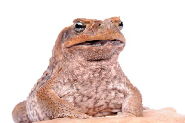Cane Toad frog on white background clipart