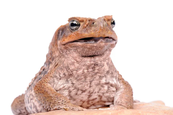 Cane toad groda på vit bakgrund — Stockfoto