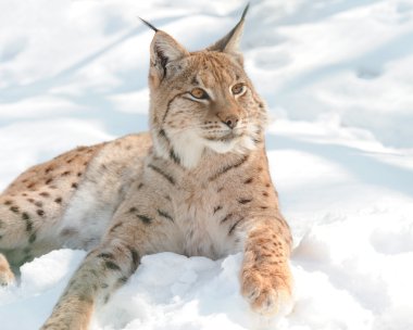 Lynx clipart
