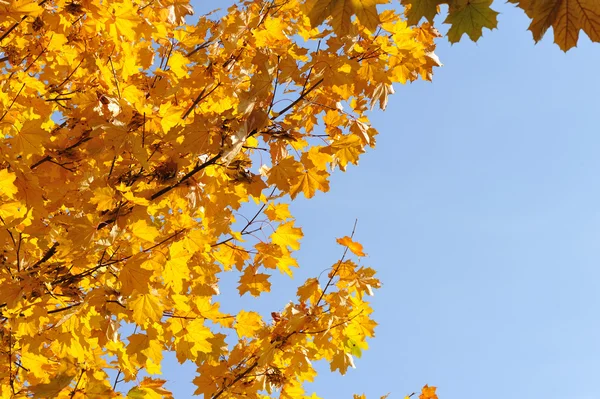 Yellow leaves on the blue sky — Stock Photo, Image