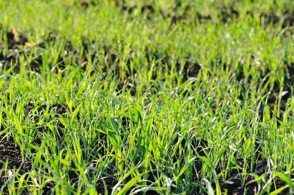 stock image Green field