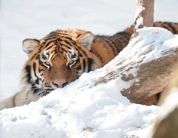 Tigre sobre el fondo blanco — Foto de Stock