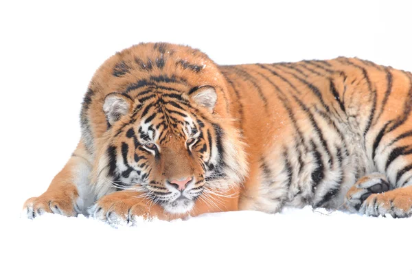Tygr na bílém pozadí — Stock fotografie