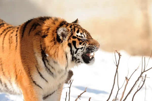 Tiger mit entblößten Reißzähnen — Stockfoto