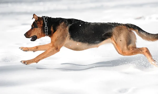 雪背景で走っている犬 — ストック写真