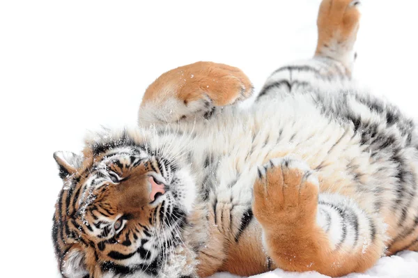 Playing tiger laying on the white — Stock Photo, Image
