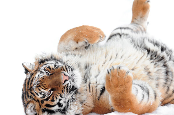 Playing tiger laying on the white