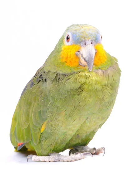 Цветной попугай, выделенный белым — стоковое фото