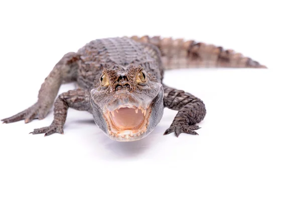 Агрессивный аллигатор на белом — стоковое фото