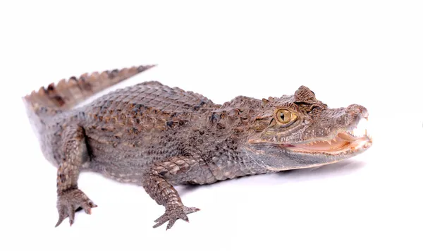 Alligator geïsoleerd op een witte — Stockfoto
