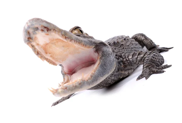 Aggressive alligator on the white — Stock Photo, Image