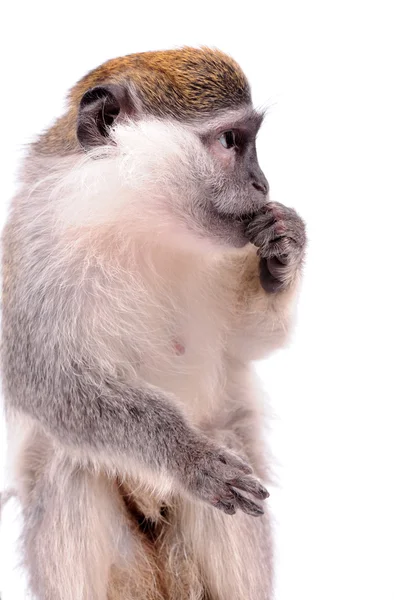 Vervet Macaco no fundo branco — Fotografia de Stock