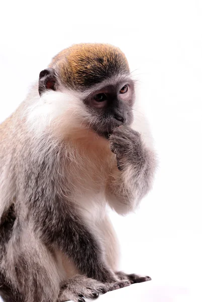 在白色背景上的黑脸猴子 — 图库照片