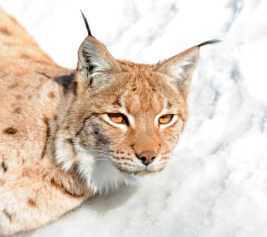 Lynx clipart