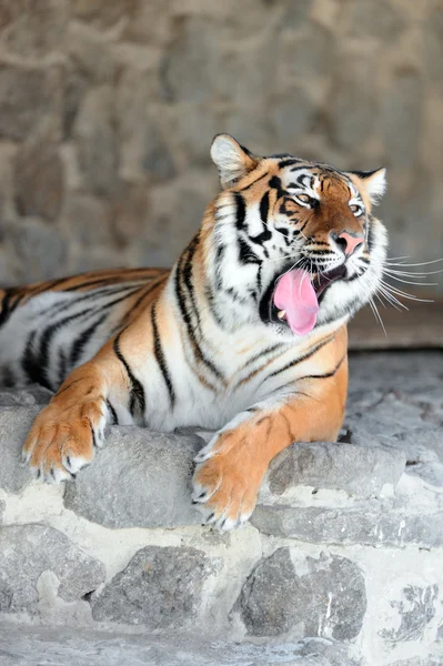 Tigre con colmillos desnudos —  Fotos de Stock