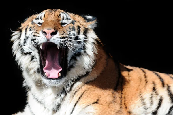 Tigre com presas desnudadas no preto — Fotografia de Stock