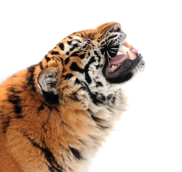 Tigre con colmillos desnudos —  Fotos de Stock