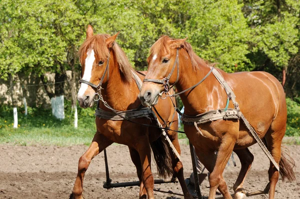 Arar o campo com cavalos — Fotografia de Stock