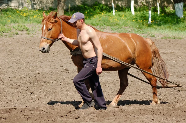 Arar o campo com cavalos — Fotografia de Stock