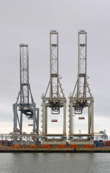 Three Cranes — Stock Photo, Image