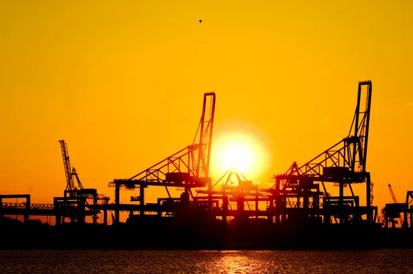Cranes at sunset — Stock Photo, Image