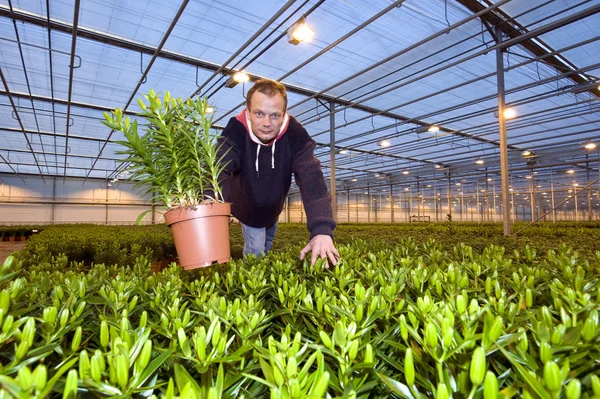 Showing a plant — Stock Photo, Image