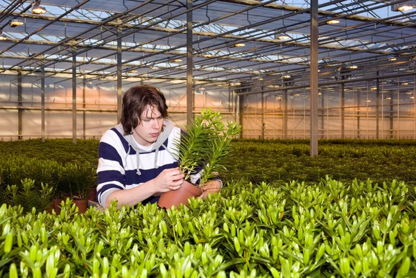 Pflanzen kontrollieren — Stockfoto