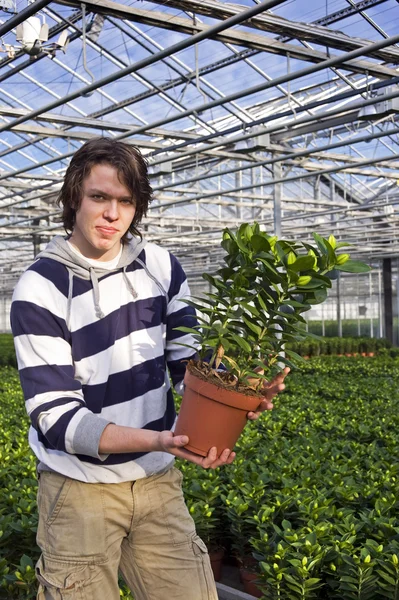 Showing a plant — Stock Photo, Image