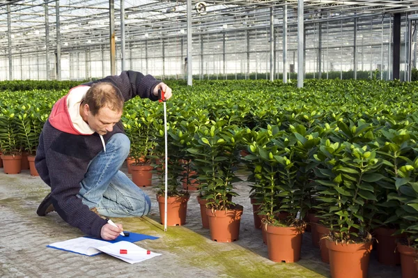 Measuring the height of plants — Stock Photo, Image