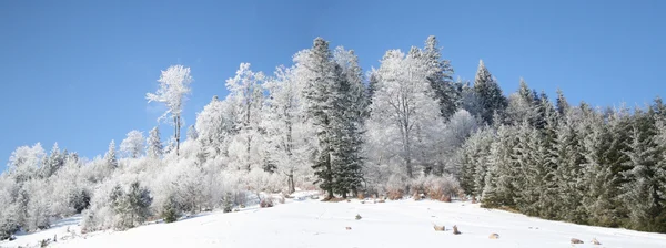 stock image Winter landscape