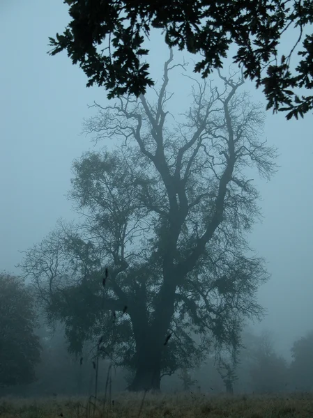 Сказочный лес — стоковое фото