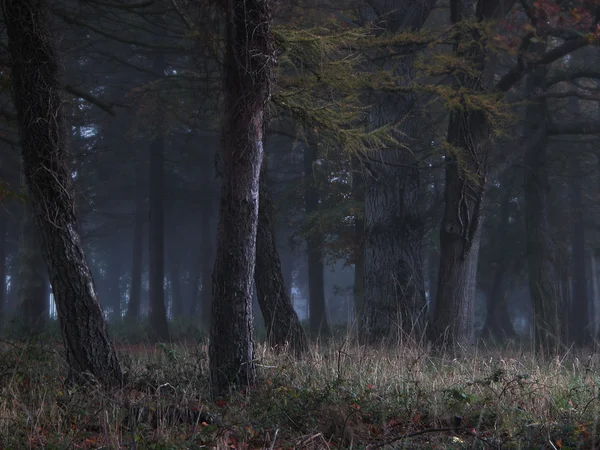 stock image Fairytale forest