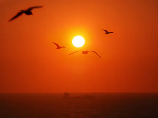 Salida del sol del mar — Foto de Stock