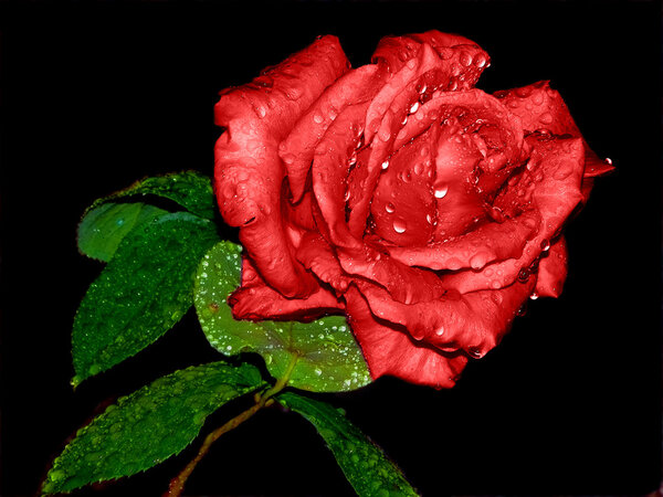 Easely cut-out rose, ideally suits for decoration of your poster or another project Close-up