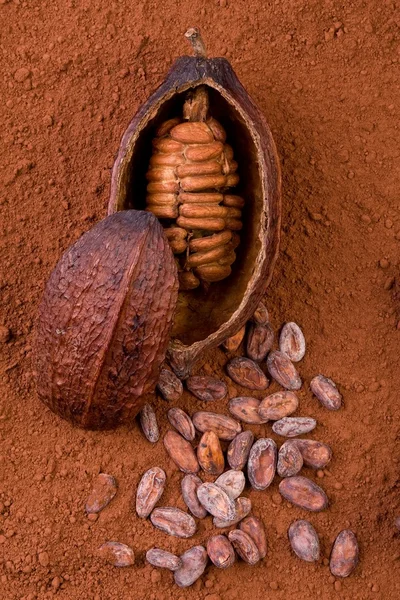 Kakao — Stockfoto