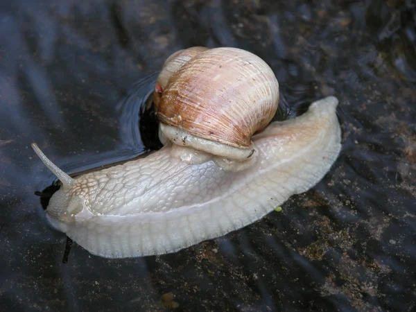 Snail in water — Stock Photo, Image