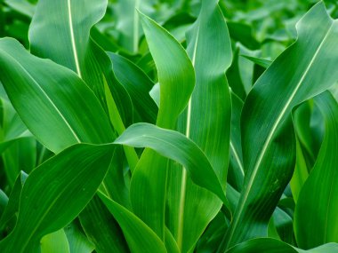 Young green corn leaves clipart