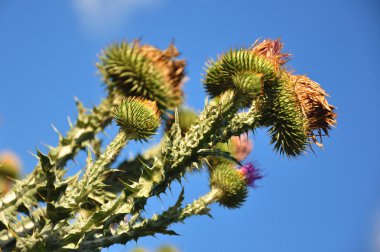 Xanthium strumarium clipart