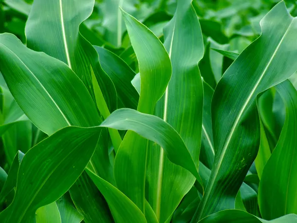 Junge grüne Maisblätter — Stockfoto